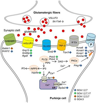 Gene Deregulation and Underlying Mechanisms in Spinocerebellar Ataxias With Polyglutamine Expansion